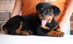 Healthy Big-bone Rottweiler puppies for sale