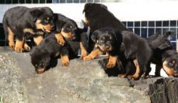 Spectacular AKC Rott puppies