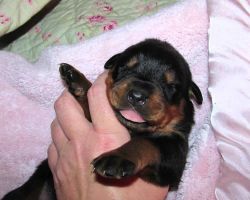 Rottweiler Puppy for sale/Adoption
