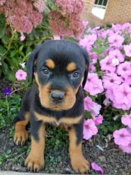 Adorable Akc Registered 9 wk Rottweiler Puppy