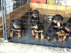 Adorable AKC Rott puppies