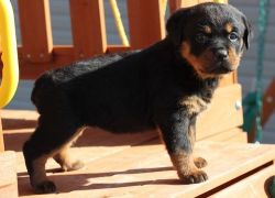 100% Guide German Rottweiler Puppies Available
