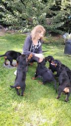 Stunning Rottweiler puppies for sale