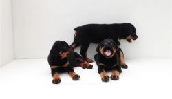 Available Rottweiler Puppies