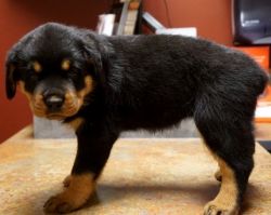 male and female rottweiller puppies ready for a new home