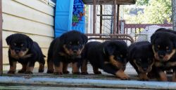 AKC Rottweiler Puppies - Excellent pedigree/taking deposits