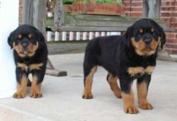 male and female Rottweiler puppies for a new home