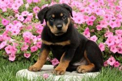 Amazing Rottweiler puppies for sale