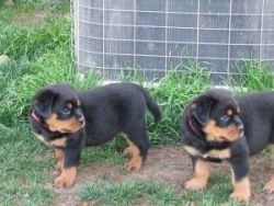 Rottweiler Puppies for Free Adoption