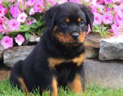 Home trained Rottweiler Puppies For Sale