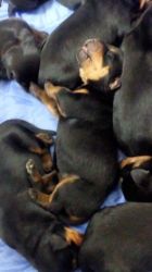 Courageous Rottweiler Puppies for sale