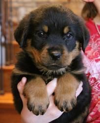 Extremely beautiful German Rottweiler puppies