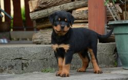 Male and female Rottweiler puppies For Sale