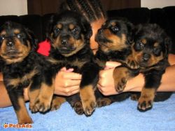 litter of AKC registered Rottweiler puppies