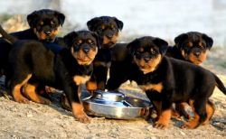 Rottweiler puppies looking for new home