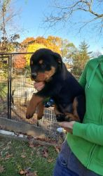 Purebred German Rottweiler Puppies For Sale
