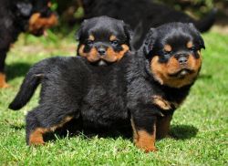 Top Quality trained Rottweiler puppies for new homes