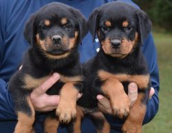 Beautiful Rottweiler Pups For Sale