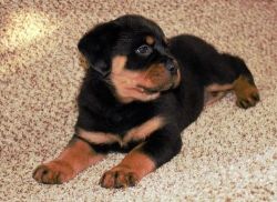 Home raised Rottweiler puppies For Lovely Homes