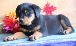 Sweet & Playful Rottweiler Puppies For Adoption