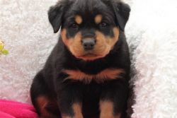 Quality Rottweiler Puppies For Sale