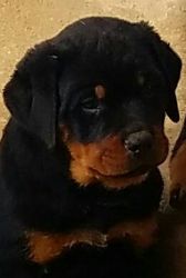 German Champion Surprior size Rottweiler puppies for sale