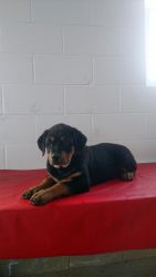 Ruger AKC registered Rottweiler Puppy