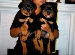 AKC Pedigree Rottweiler puppies For Sale