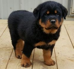 male and female Rottweiler puppies