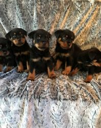 For Sale! I have 6 Healthy Rottweiler puppies