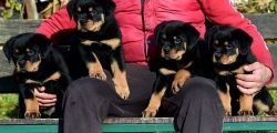 Potty Trained German Rottweiler Puppies For Sale