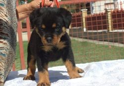 Gorgeous Rottweiler Puppies For Sale.