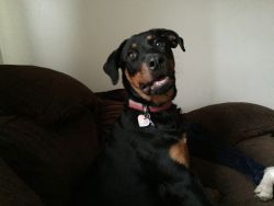 AKC Rottweiler for sale