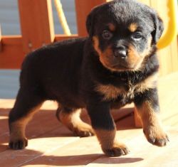 Astonished Male and female Rottweiler puppies