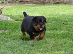 House trained German Rottweiler puppies