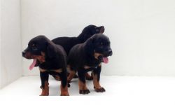 UKC Rottweiler Puppies For Sale. Text (xxx) xxx-xxx2