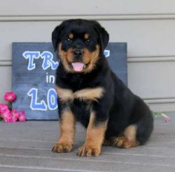 Super Adorable Rottweiler Puppies For Pets Lovers