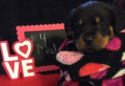 AKC Rotty Puppies for Sale