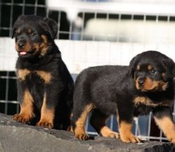 Well Socialized Rottweiler puppies for sale