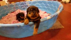 Akc German rottweilers puppies / Papers