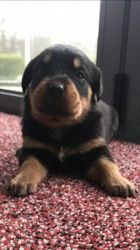 Rottweiler Pups Kc Registered