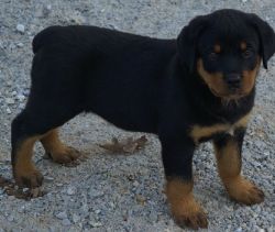 Marvelous AKC Male and Female German Rottweiler Puppies