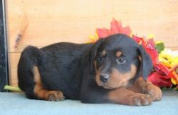 Healthy and Socialized AKC German Rottweiler Puppies