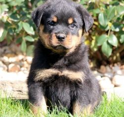 Astonished AKC Male and Female German Rottweiler Puppies
