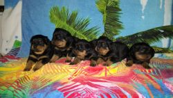 Attractive AKC Male/Female German Rottweiler Puppies available