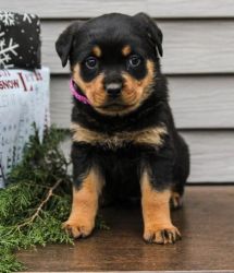 Top quality Rottweiler puppies(100% Purebred).