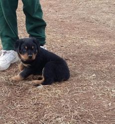 Home trained Pure breed Rottweiler Puppies