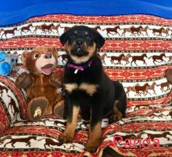 Imported Pedigree Rottweiler Puppies For Sale