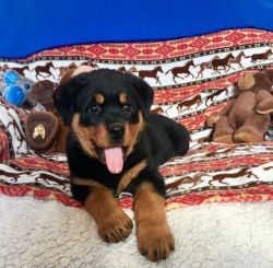 AKC Purebred Rottweiler Puppies Available