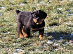 Home trained Rottweiler Puppies Available Now